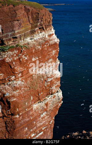 Le Fou de Bassan Morus bassanus reproduction freestone Birdrock falaises Helgoland Allemagne Schleswig Holstein Banque D'Images