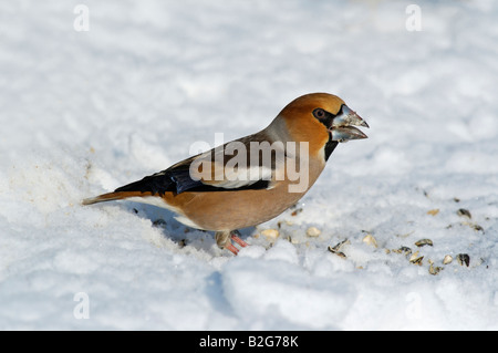 Kernbeißer Coccothraustes coccothraustes Hawfinch Ostalbkreis Baden Württemberg Deutschland Allemagne Banque D'Images
