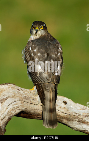 Sperber Accipiter nisus Epervier Nord Baden Württemberg Deutschland Allemagne Banque D'Images