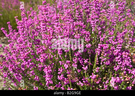 Une touffe de bruyères Bell en fleurs (Erica cinerea), touffe de Bruyère cendrée (Erica cinerea) en fleurs. Banque D'Images