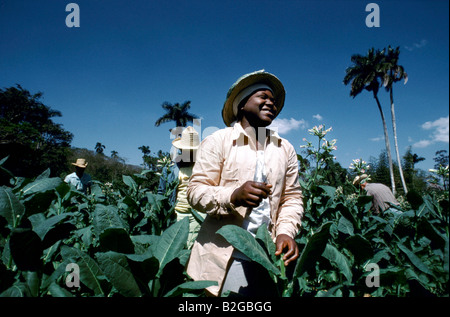 Les agriculteurs cubains ramasser des feuilles de tabac dans une coopérative à Pinar del Rio, Cuba Banque D'Images