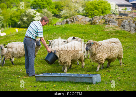 Mouton Wensleydale manger de la nourriture des creux Banque D'Images