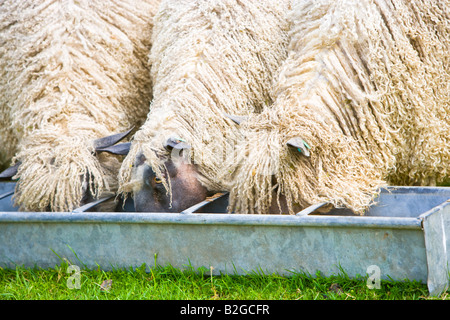 Mouton Wensleydale manger de la nourriture des creux Banque D'Images