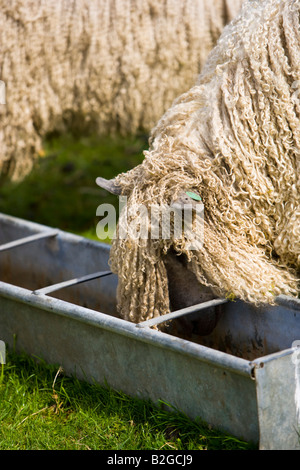 Mouton Wensleydale manger de la nourriture des creux Banque D'Images