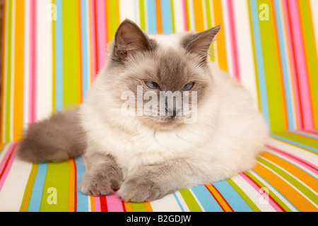 Chat Ragdoll Banque D'Images