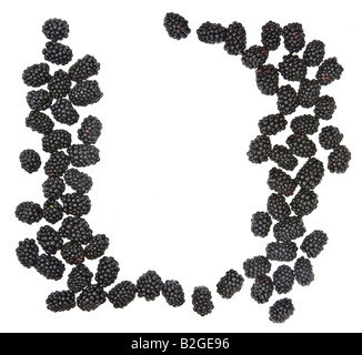 Fruits Rubas blackberry Brombeere dewberry baies noires de boysen marionberry panicule punnett fraîche sur fond blanc l'espace f Banque D'Images