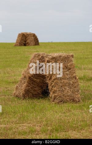 Bottes de foin dans un champ dans le comté de Down en Irlande du Nord Banque D'Images