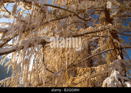 Mélèzes colorés d'automne couvertes de neige fraîchement alb schwaebische allemagne Banque D'Images