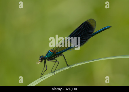 Demoiselle calopteryx splendens mâle bagué close up detail Banque D'Images