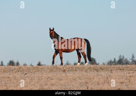 Wuerttemberger Warmblutpferd Altwuerttemberger Stute Warmblut Cheval Warmblood Wurtemberg allemand Banque D'Images