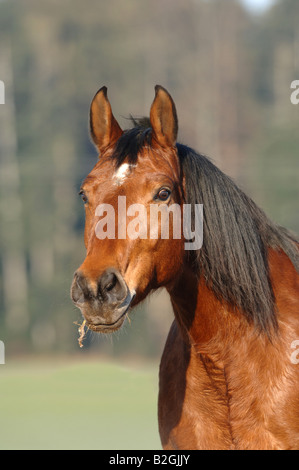 Wuerttemberger Warmblutpferd Altwuerttemberger Stute Warmblut Cheval Warmblood Allemand Wurtemberg portrait Banque D'Images