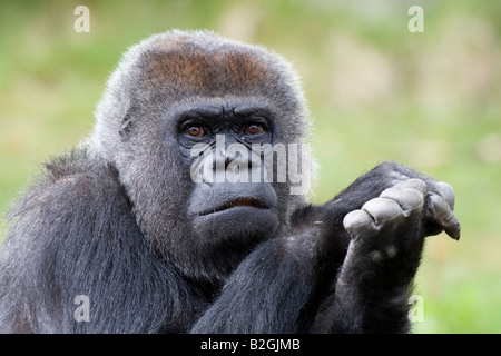 Portrait Gorille de plaine de l'Ouest gorilla gorilla l'ancien monde Banque D'Images