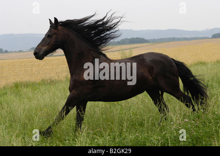 Cheval frison étalon noir Banque D'Images