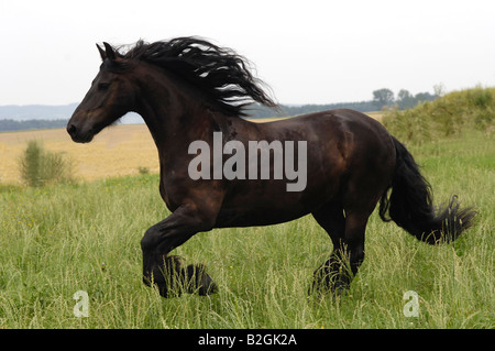 Cheval frison étalon noir Banque D'Images