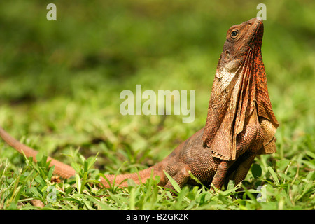 Lézard à col jabot Australische Chlamydosaurus kingii Amérique Australie Kragenechse Banque D'Images