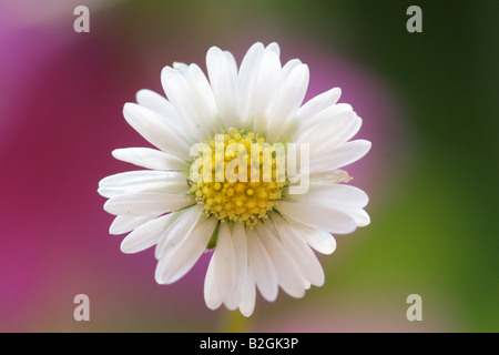 Daisy Daisy pelouse commune Bellis perennis English daisy fleur encore stills arrière-plans patterns patterns fermer Banque D'Images