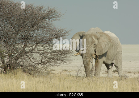 Les éléphants d'Afrique Loxodonta africana African savanna Banque D'Images