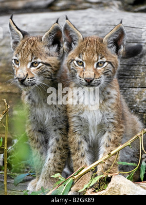 Lynx eurasien chatons couple close up pair Allemagne Bavière Banque D'Images