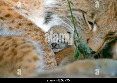 Lynx eurasien châton barrage mère amour maternel close up Lynx lynx câlins bavaria allemagne Banque D'Images