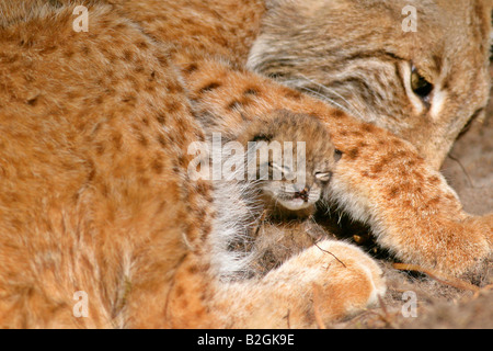 Lynx eurasien châton barrage mère amour maternel close up Lynx lynx câlins bavaria Allemagne couple paire Banque D'Images