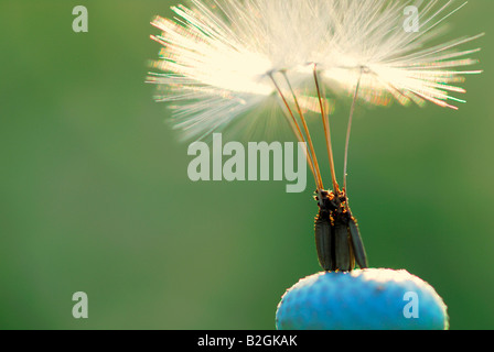 Horloge pissenlit blowball background image rémanente Taraxacum officinale stills encore différents patterns patterns macro close up n Banque D'Images