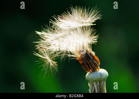 Horloge pissenlit blowball background image rémanente Taraxacum officinale stills encore différents patterns patterns macro close up n Banque D'Images