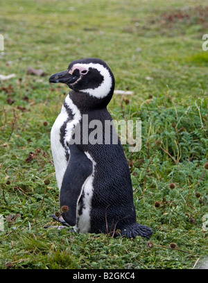 Magellanic Penguin Spheniscus magellanicus Punta Arenas Chili Banque D'Images