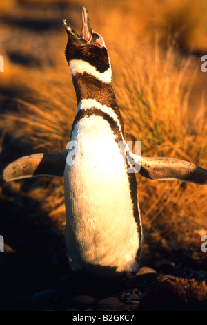 Magellanic Penguin Spheniscus magellanicus argentine Banque D'Images