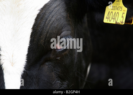 La tête de l'étiquette d'identification des yeux et des oreilles d'une vache holstein friesian connu comme en Amérique du Nord Banque D'Images