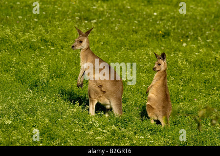 Macropus giganteus kangourou gris de l'fun drôle doux couple paire tasses Banque D'Images