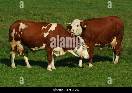 Deutsches Fleckvieh Kühe auf Weide Ostalbkreis Baden Württemberg Deutschland Allemagne Banque D'Images