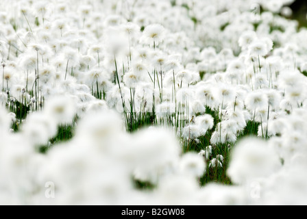 Cottonsedge linaigrettes close up detail eriophorum Laponie Suède Laponie suédoise europe Banque D'Images