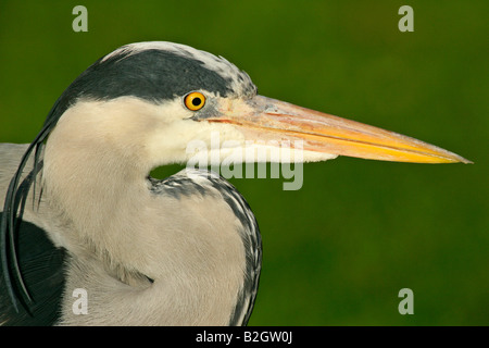 Héron cendré Ardea cinerea portrait de Baden Württemberg Allemagne adultes Banque D'Images