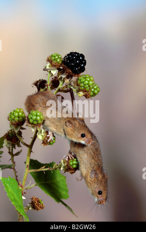 Micromys minutus souris Bedfordshire Potton Banque D'Images