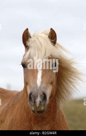 Portrait cheval haflinger standards de race Avelignese Banque D'Images