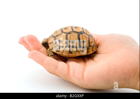 Bébé bébé tortue tortue dans la main d'un enfant isolé sur blanc Banque D'Images