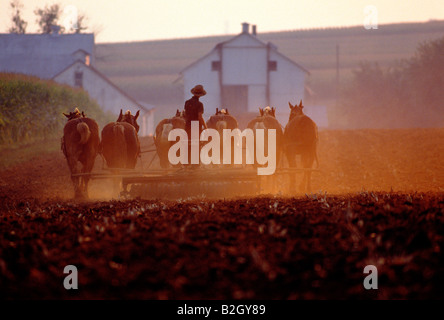 Fermier amish qui travaillent dans les champs avec un chariot tiré par des chevaux Banque D'Images
