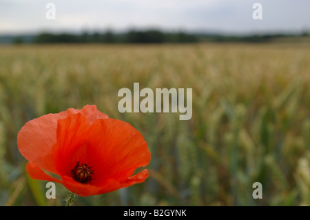 Coquelicot dans un champ de blé Banque D'Images