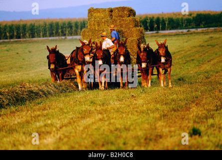 Fermier amish qui travaillent dans les champs avec un chariot tiré par des chevaux Banque D'Images