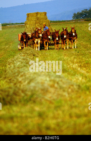 Fermier amish qui travaillent dans les champs avec un chariot tiré par des chevaux Banque D'Images