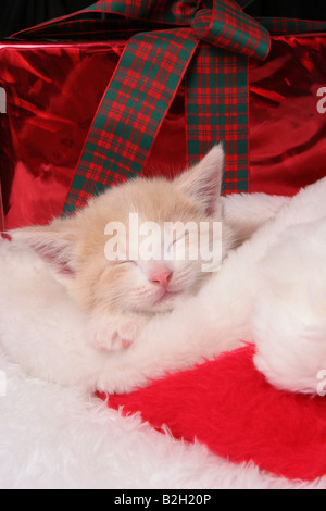 Un tan et blanc chaton dormant dans un chapeau de Père Noël entouré de cadeaux de Noël Banque D'Images