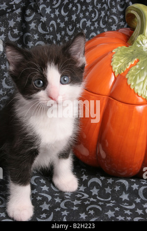 Un chaton noir et blanc par un potiron pour Halloween en céramique Banque D'Images