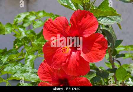 Fleur d'hibiscus rouge à l'extérieur de plus en plus maison dans la vieille ville de Malia sur l'île grecque de Crète Méditerranée UE GR Banque D'Images
