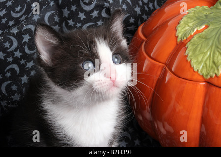 Un chaton noir et blanc par un potiron pour Halloween en céramique Banque D'Images