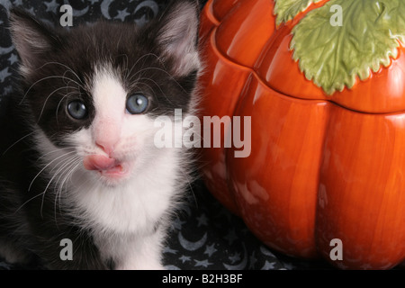 Un chaton noir et blanc de lécher ses lèvres par une plaque de citrouille Halloween Banque D'Images