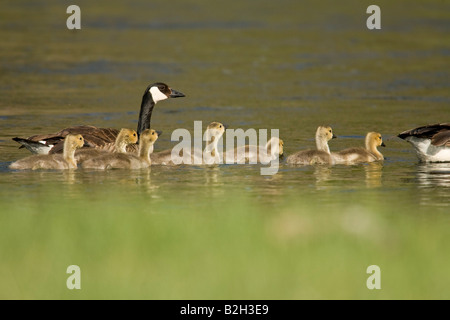 La Bernache du Canada (Branta canadensis) poussins Banque D'Images