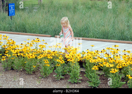 Un enfant inspecte le susans black eyed dans le nouveau Tribeca article de Hudson River Park à New York Banque D'Images