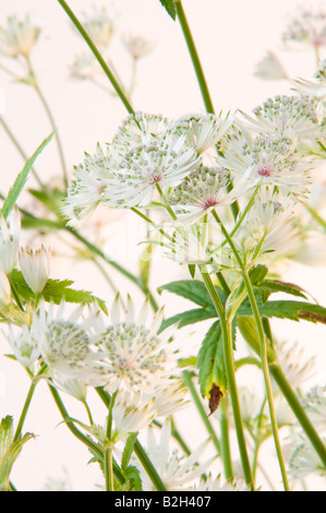 Fleurs blanche anglaise - Studio - Juillet 2008 Banque D'Images