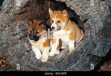 Vue avant du Dingo deux chiots assis dans hollow log. L'Australie. Banque D'Images