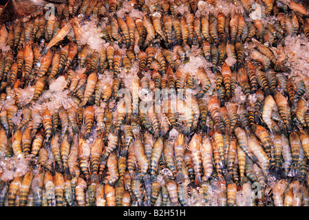 Crevettes fraîches sur la vente. Marché de Bangkok, Thaïlande. Banque D'Images